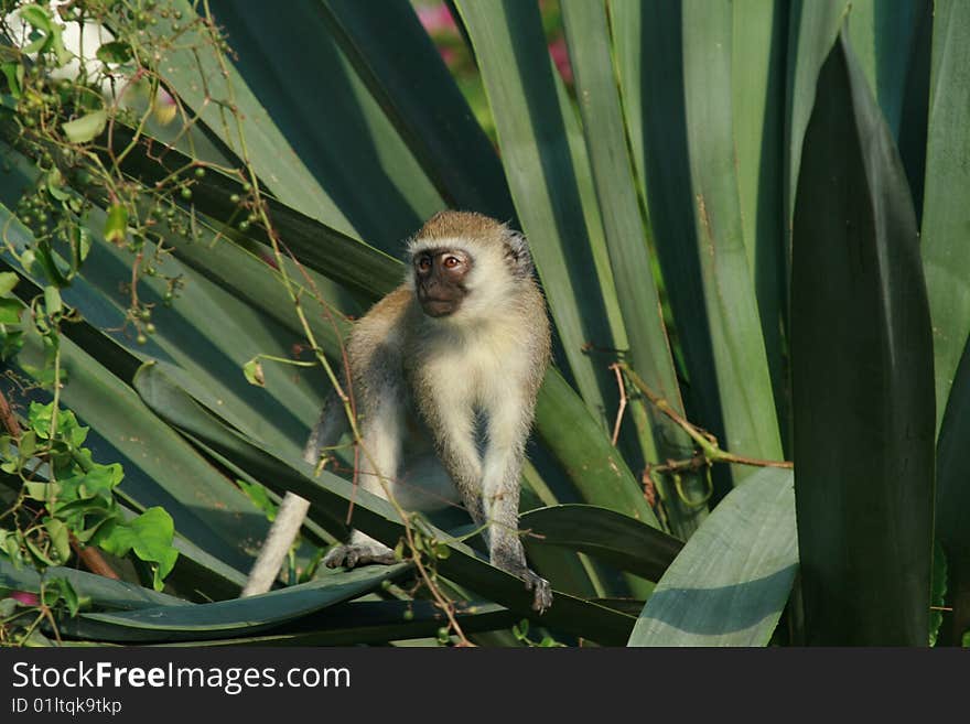 Green monkey over the plant, in Shanzu, Kenya