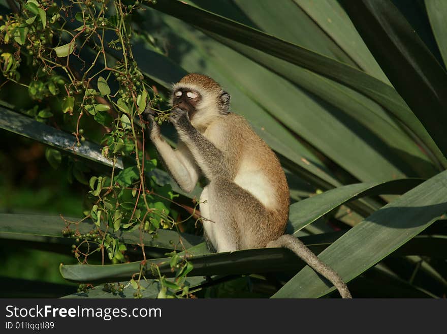 Green monkey eating vegetable in Shanzu Kenya