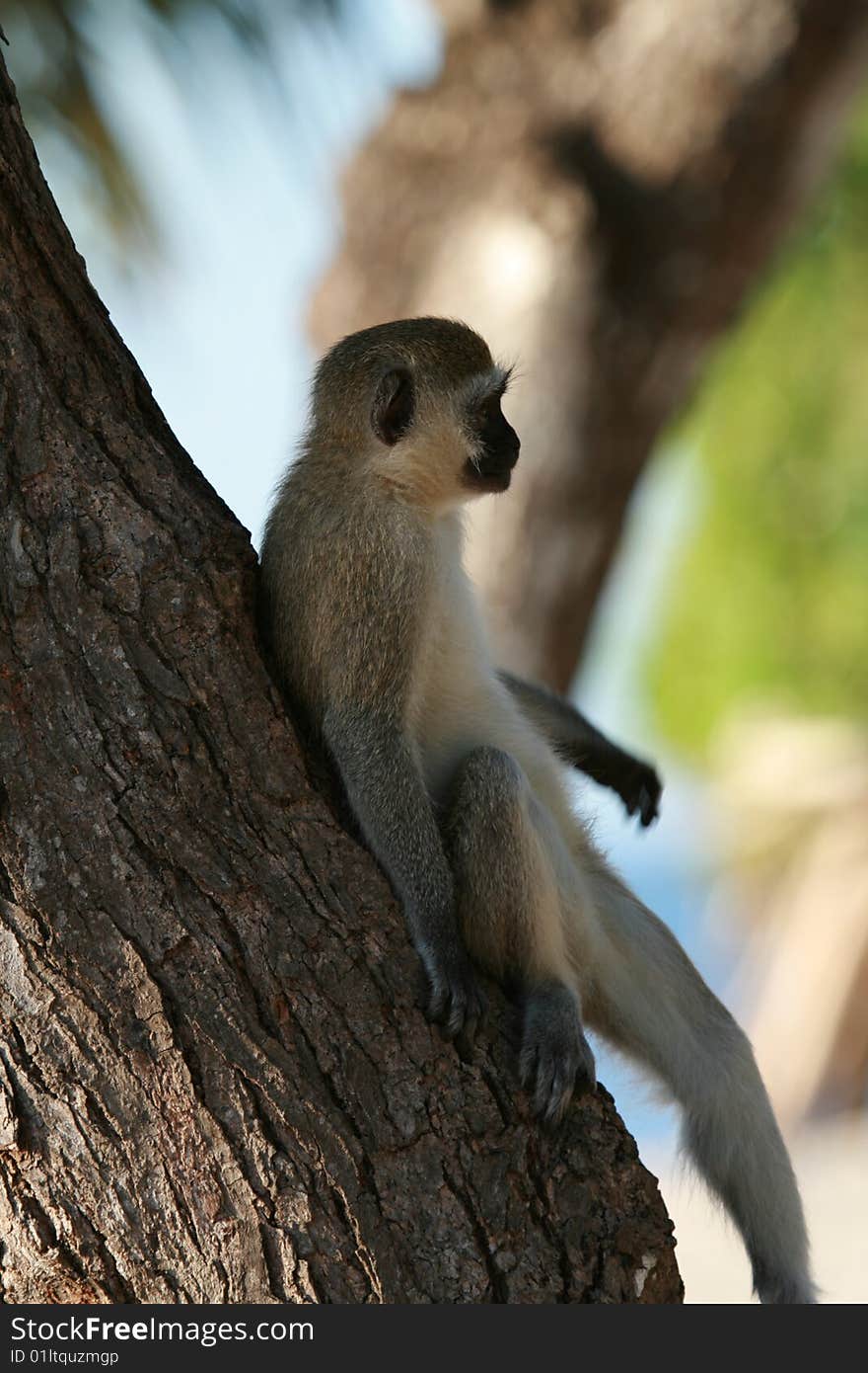 Green monkey over the tree in Shanzu Kenya. Green monkey over the tree in Shanzu Kenya