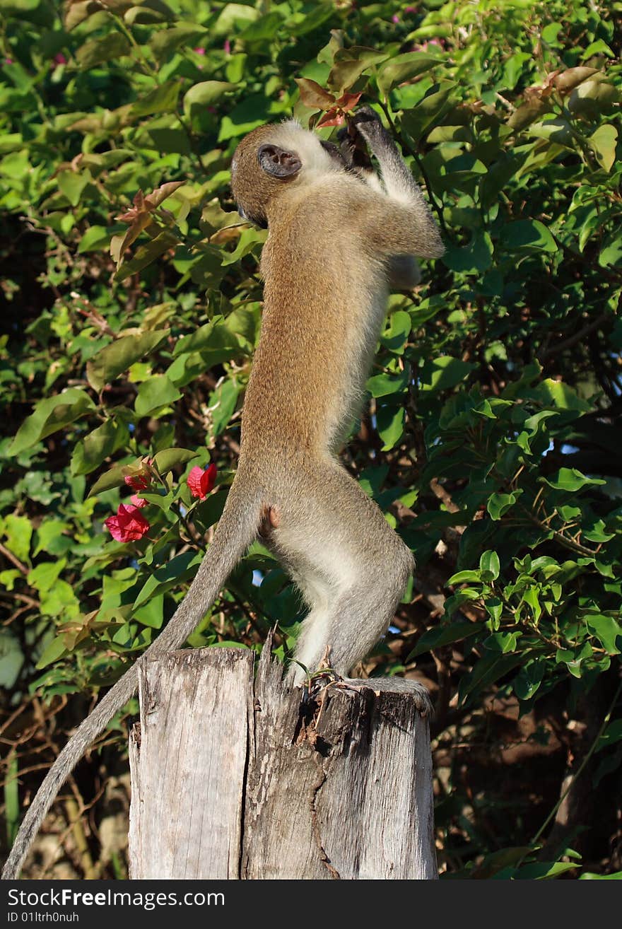 Green monkey eating vegetable in Shanzu, Kenya. Green monkey eating vegetable in Shanzu, Kenya