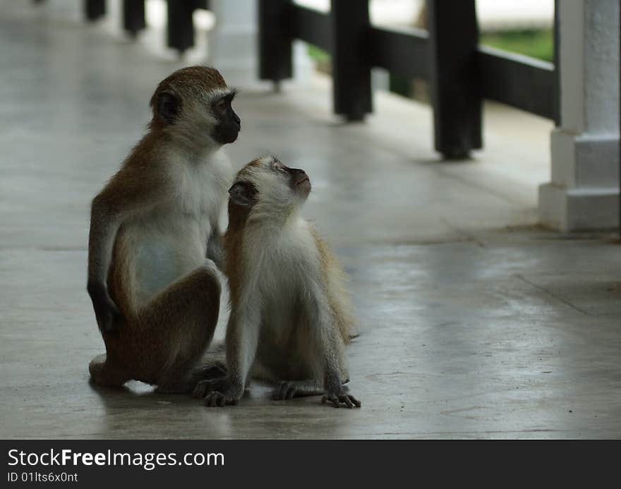 Green monkeys in Shanzu, Kenya