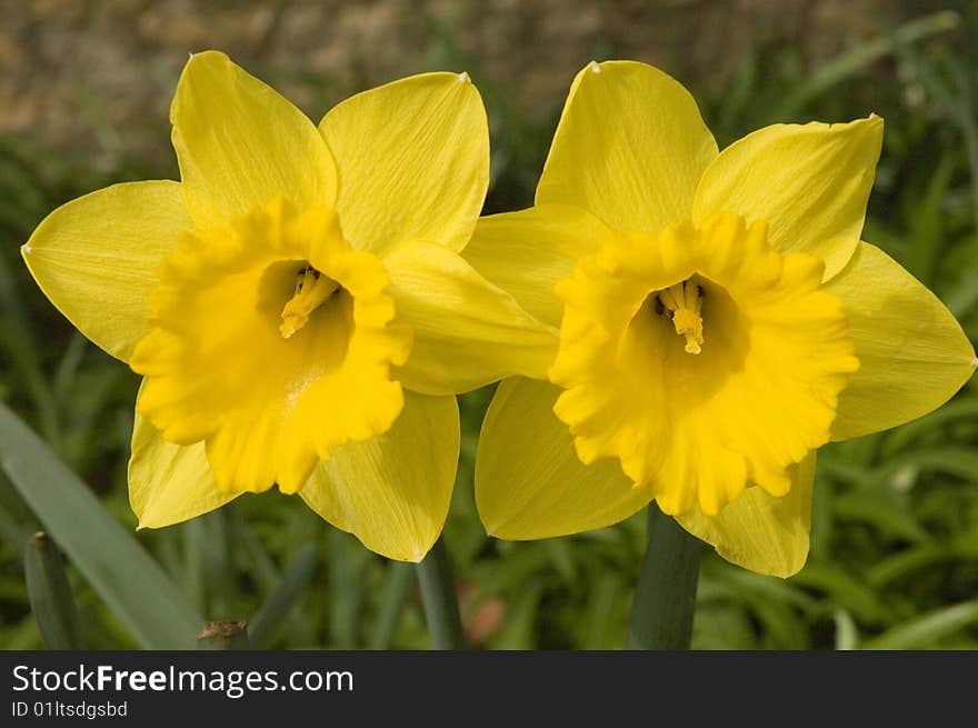 Jonquil (Narcissus pseudonarcissus) by the stone wall in the garden. Jonquil (Narcissus pseudonarcissus) by the stone wall in the garden