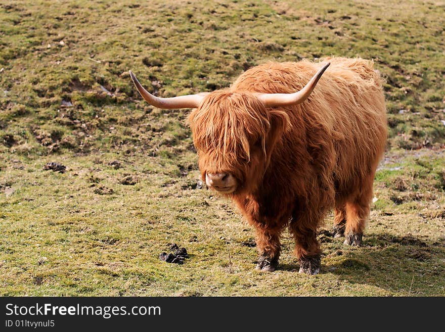 Brown Highland cattle with big horns standing on grass. Brown Highland cattle with big horns standing on grass