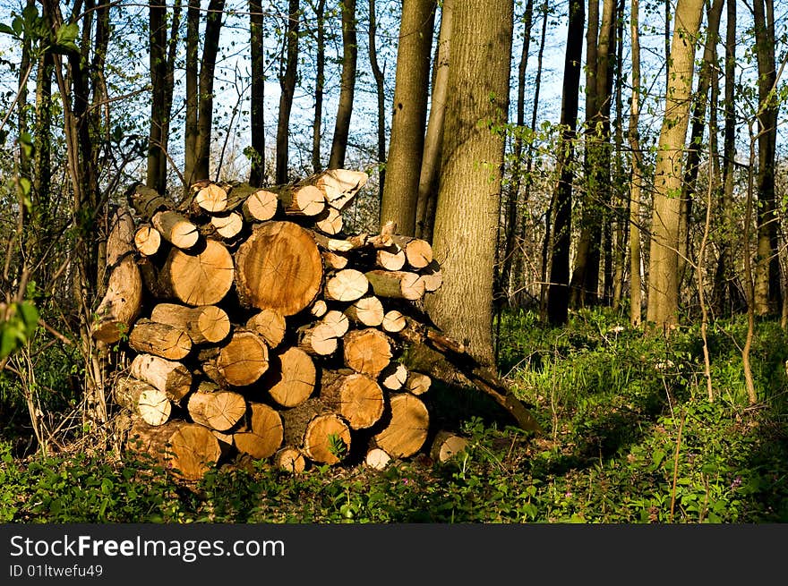 Round old timbers ready to go to in processing. Round old timbers ready to go to in processing