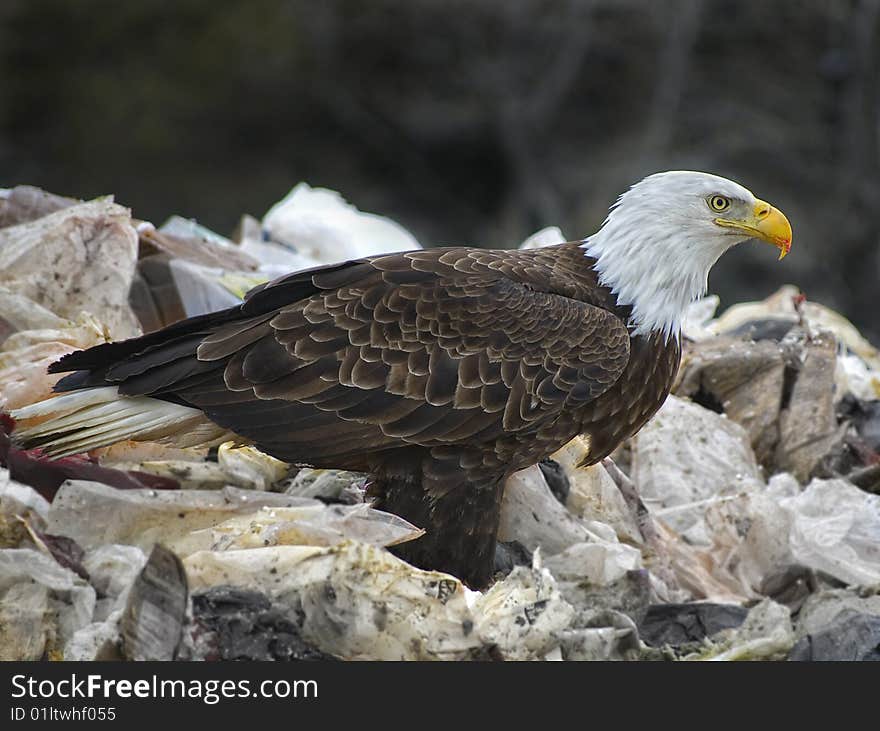 Bald Eagle2