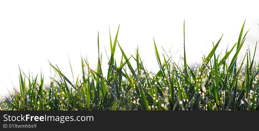 Close up shot of grass with dew