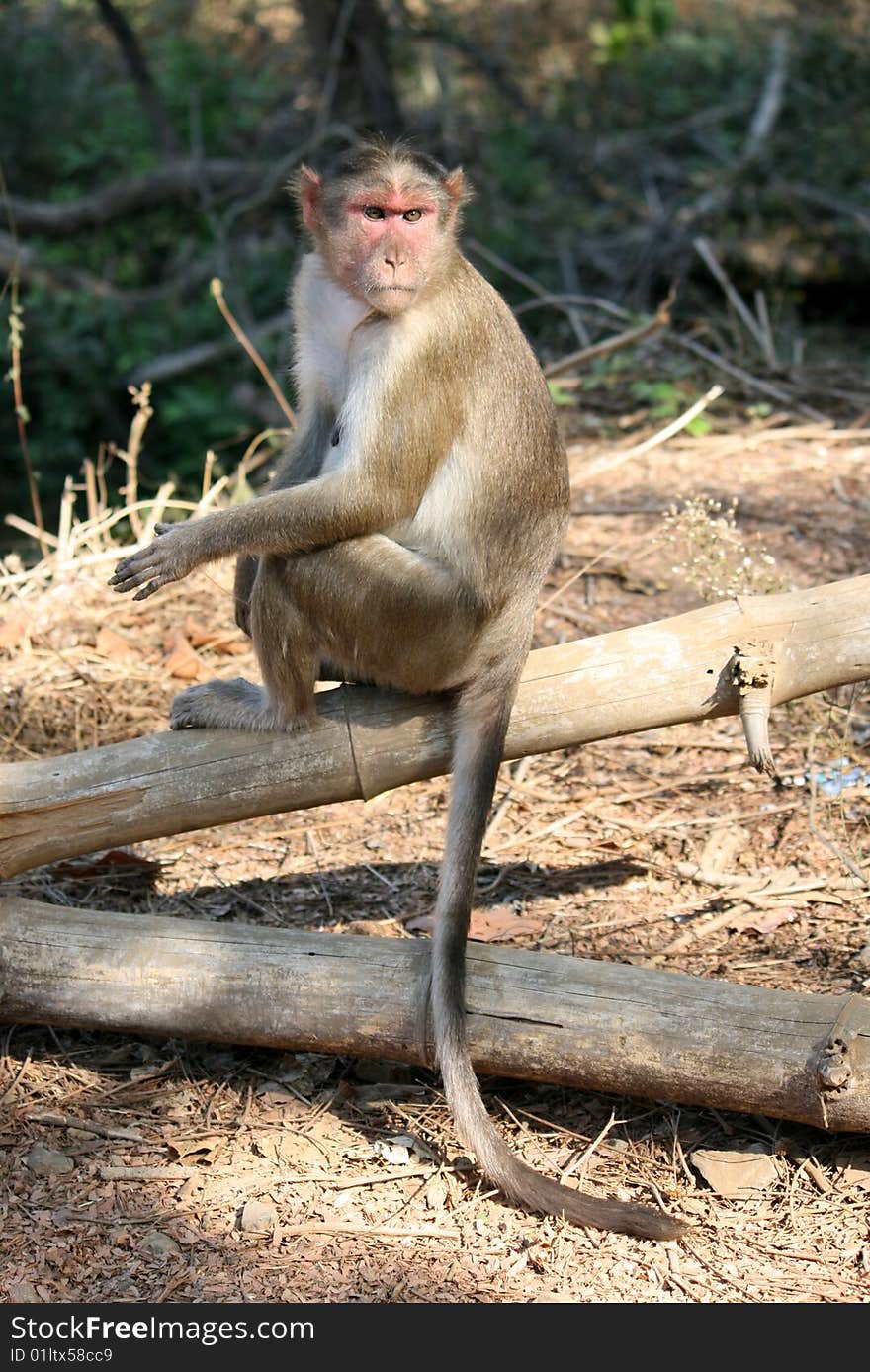 Macaque Monkey sitting on Tree Trunk