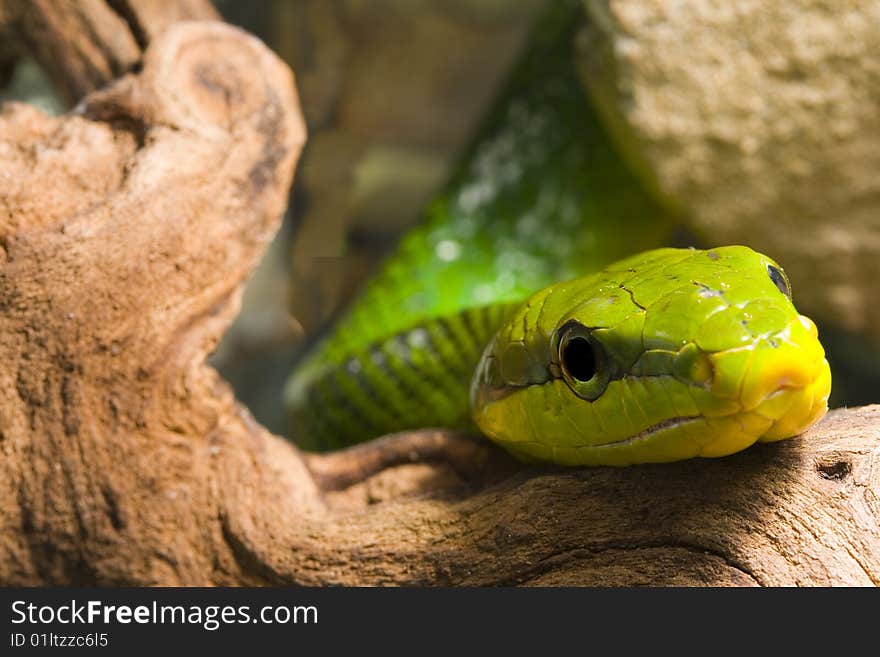 Red Tailed Racer (Gonyosoma oxycephala) - detail of head