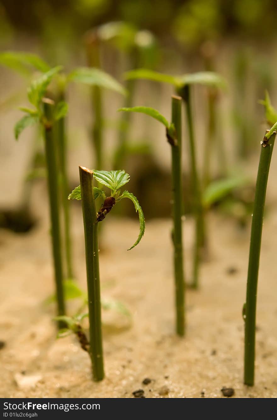 Green plants background with shallow field of focus