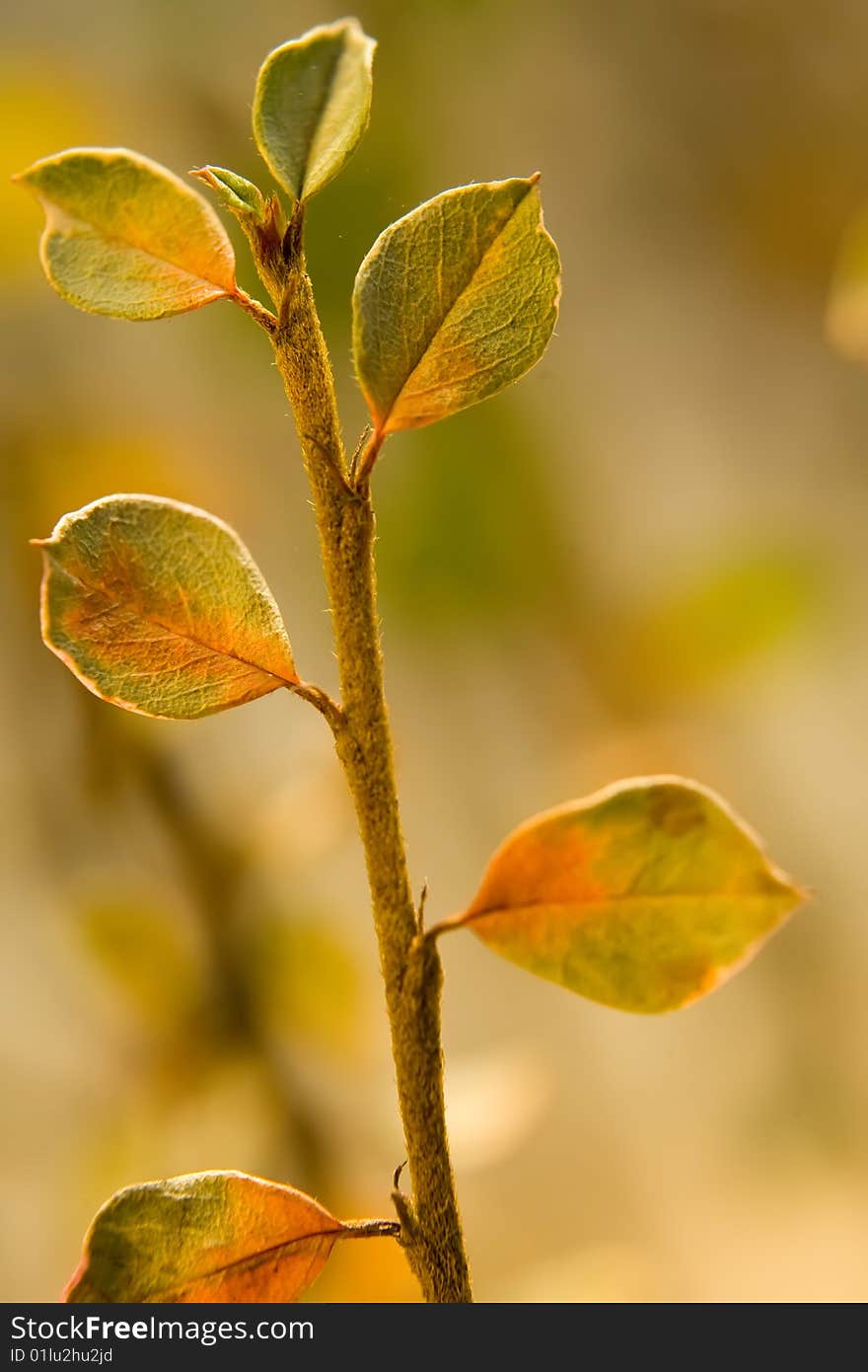 Green plants background with shallow field of focus