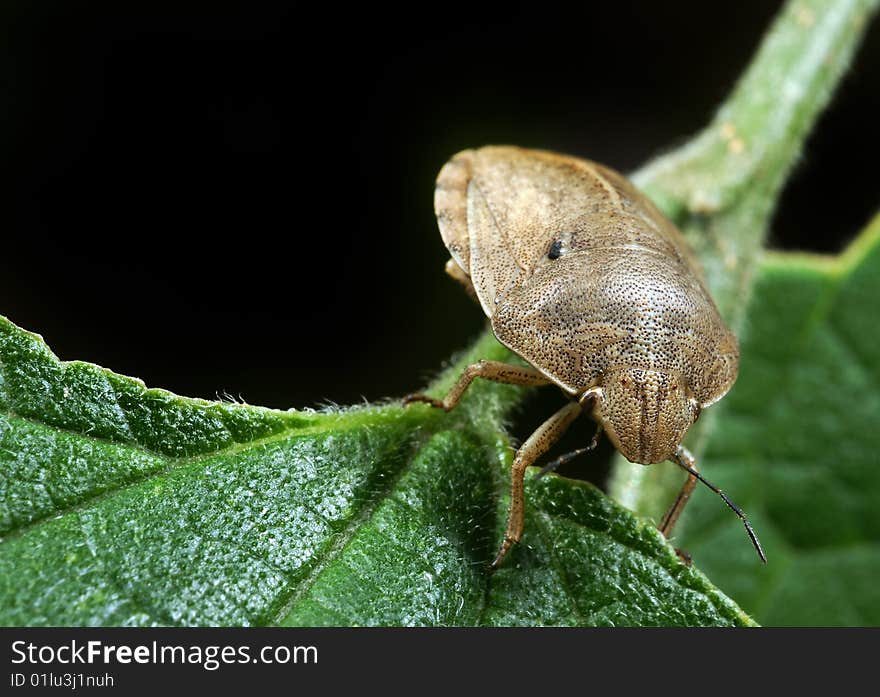 Bedbug sits on a plant