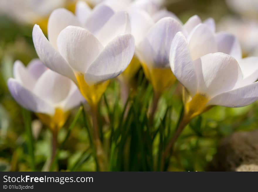 White Flowers Macro Background