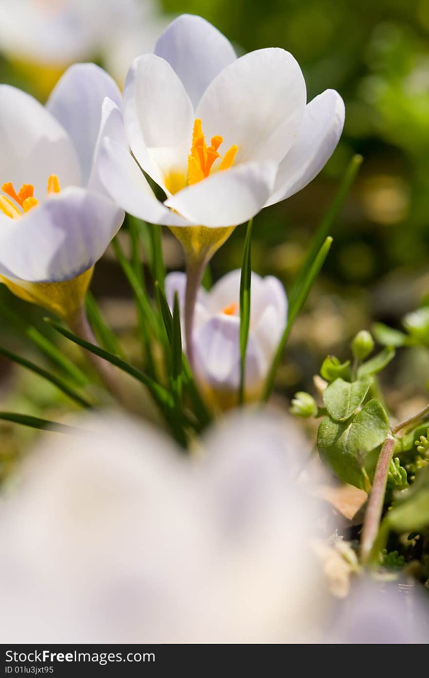 Vivid white flowers macro background