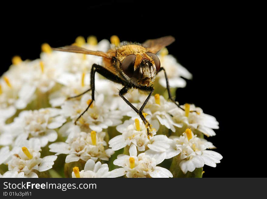 The fly on white small flowers on black background