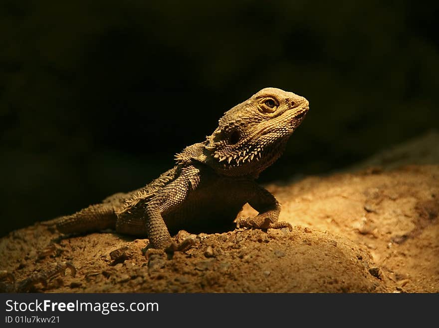 Young iguana on black background. Young iguana on black background