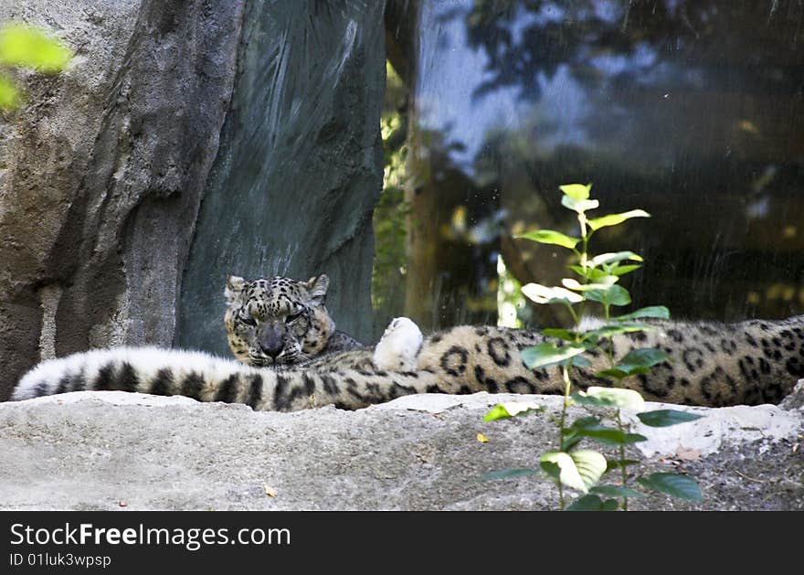 The snow leopard (Uncia uncia or Panthera uncia), sometimes known as ounce, is a moderately large cat native to the mountain ranges of Central Asia. The shot is taken at the Park Natura Viva north Italy