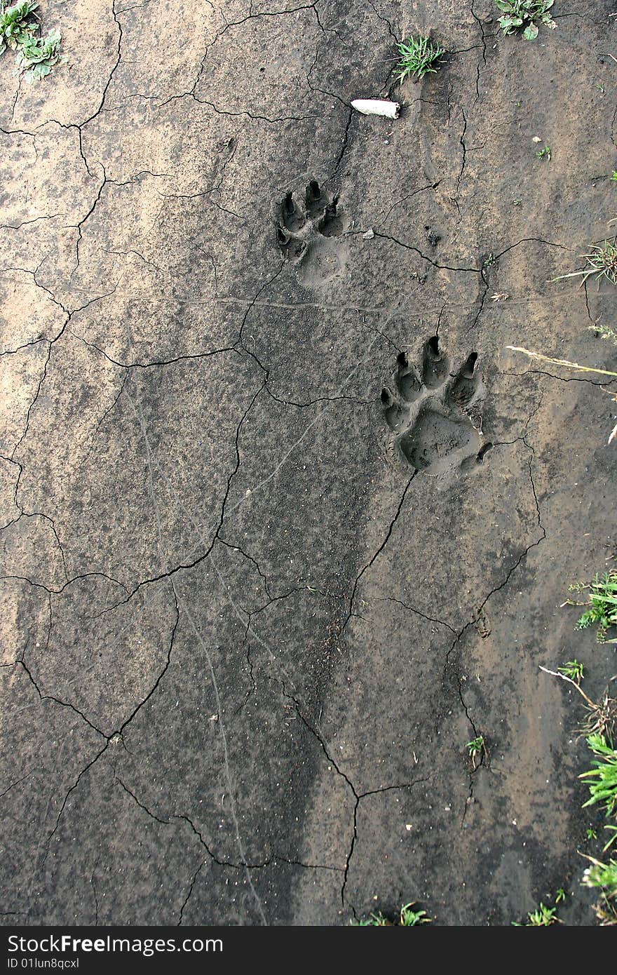 Dry trace animal on land