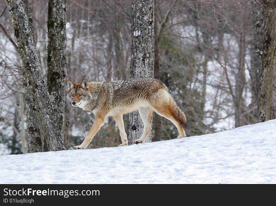 The coyote Canis latrans is one of the seven representatives of the Canidae family found in Canada. Other members of the family are the wolf, red fox, arctic fox, grey fox, swift fox, and dog. This photo was taken in Omega Park of Quebec.