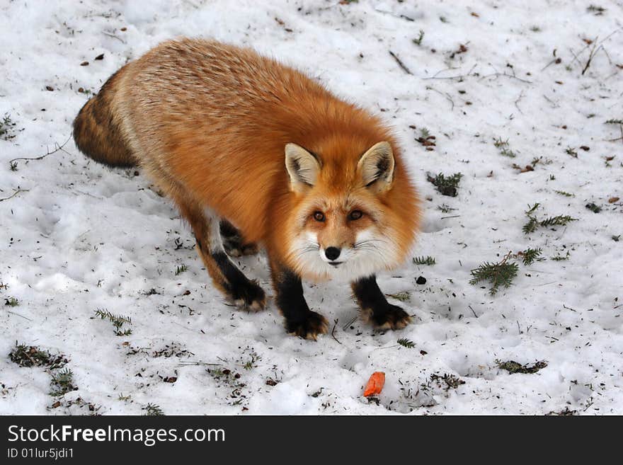 Red Fox