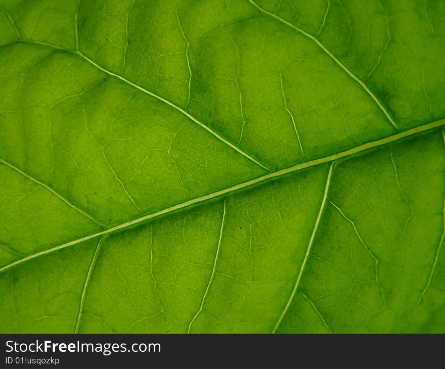 Green sheet with vein