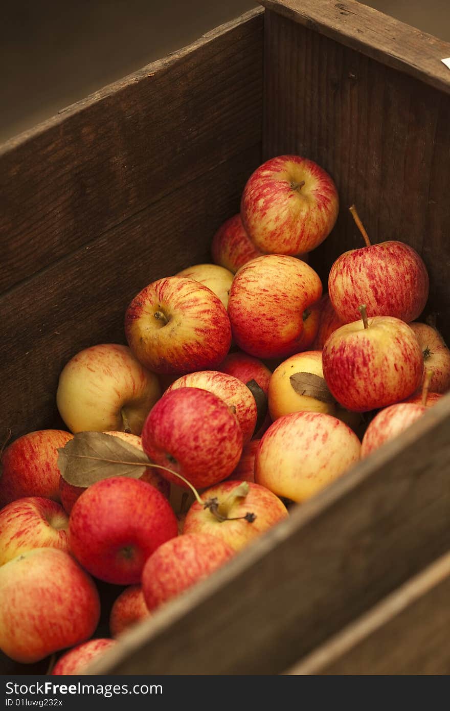 Freshly picked apples in a wood bin. Freshly picked apples in a wood bin