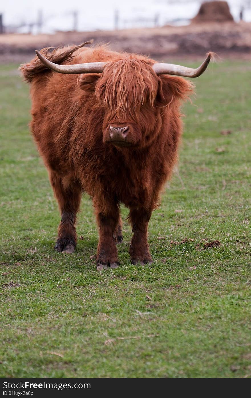 Highland cow (Kyloe)