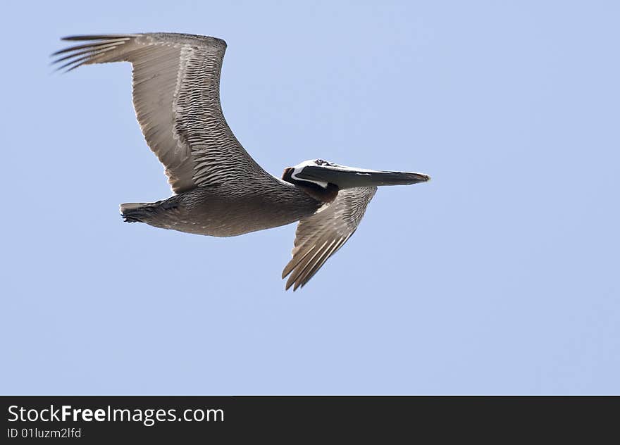 Pelican in Flight