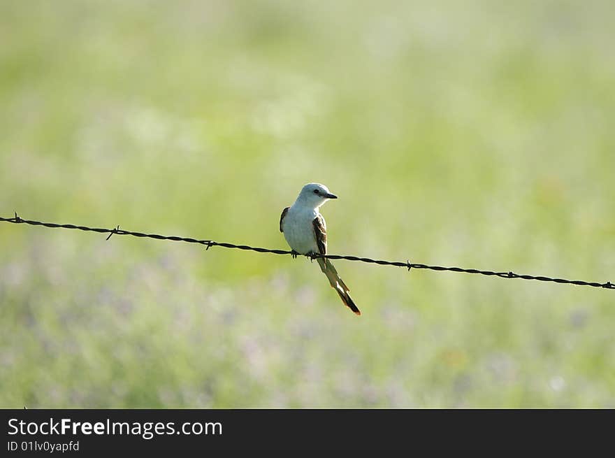 Scissor-tailed Flycatcher