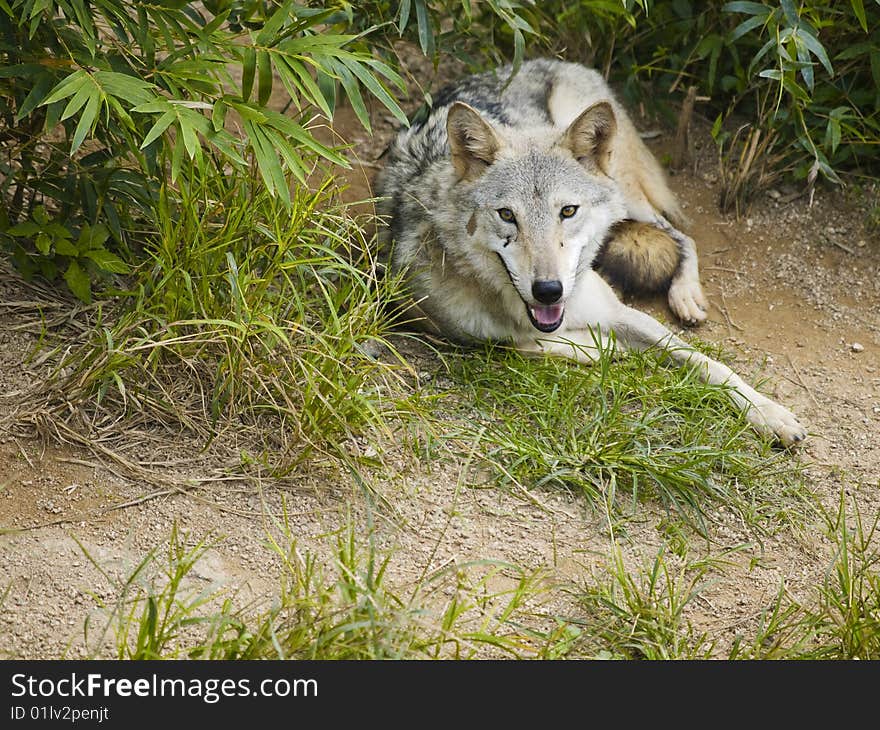 Wolf Lying on Grass Looking at You in ShenZhen Zoo, China