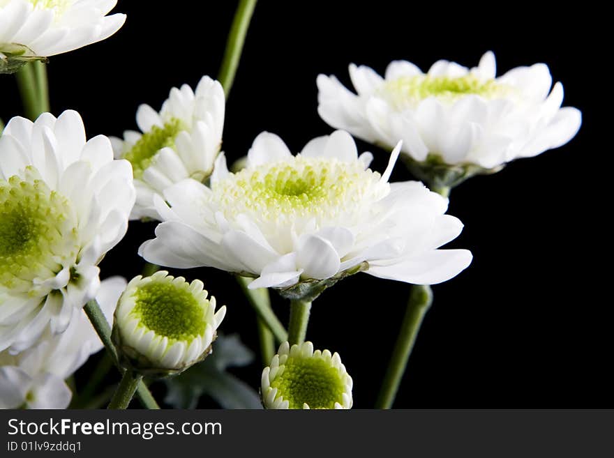 Flowers isolated on black background. Flowers isolated on black background.