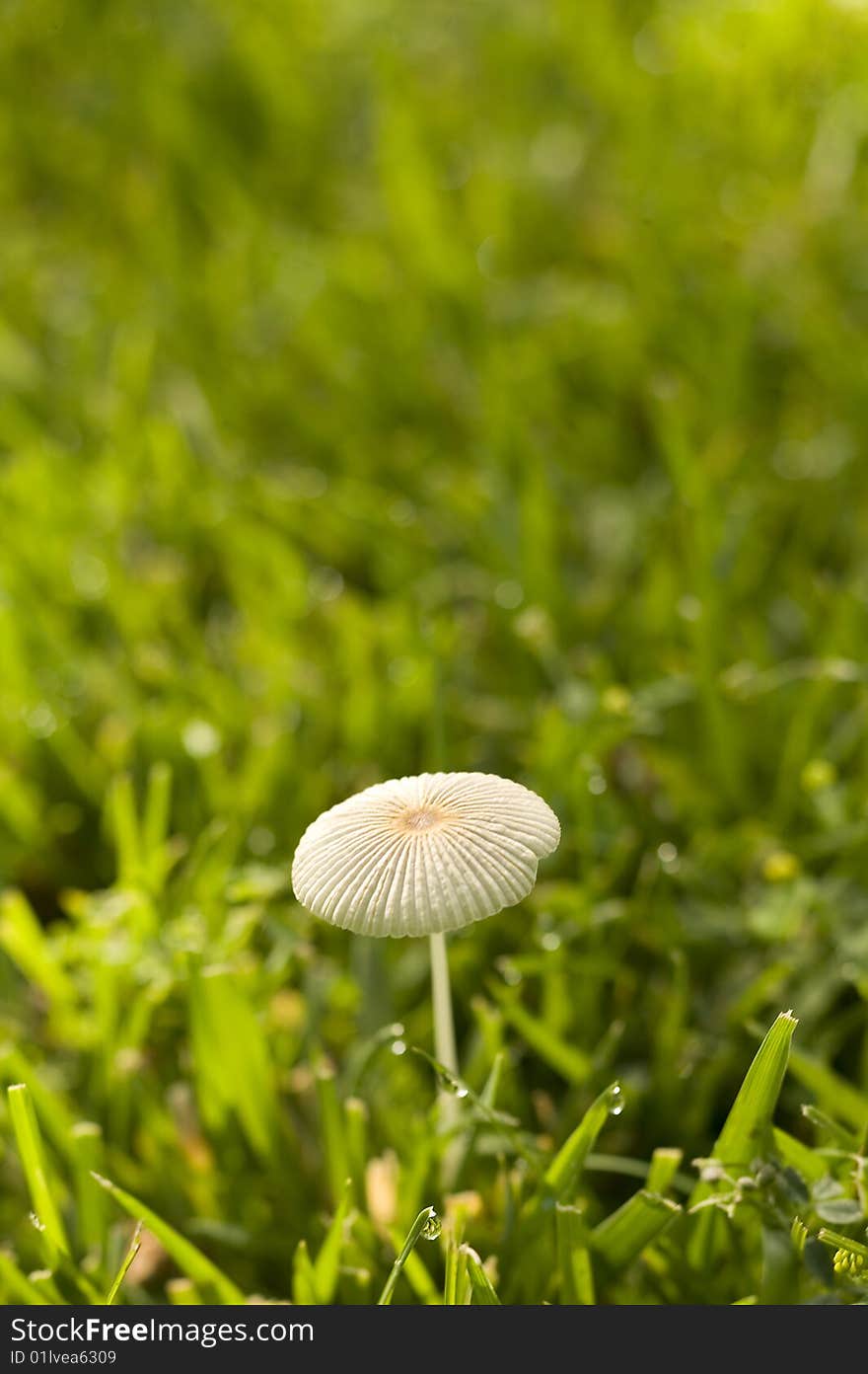 Wild mushroom in grass