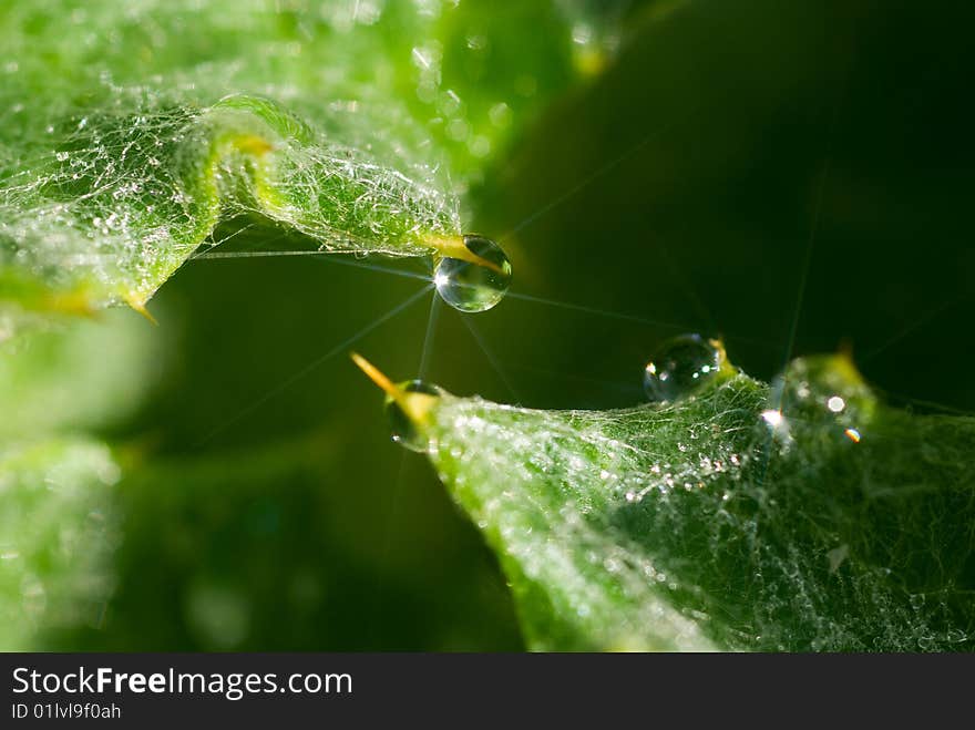 Shining dewdrops on wild plants. Shining dewdrops on wild plants