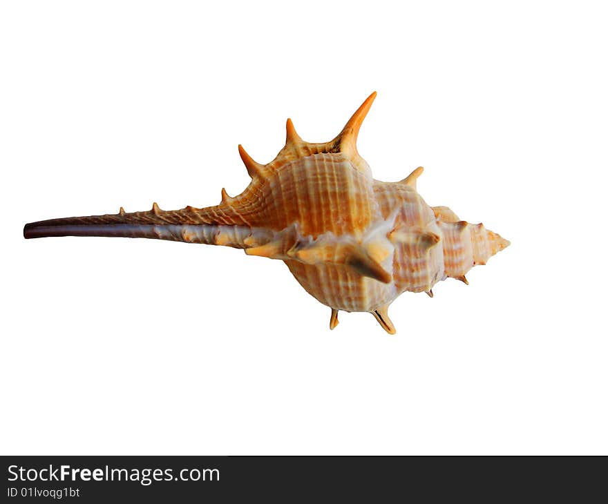 Shells isolated on a white background