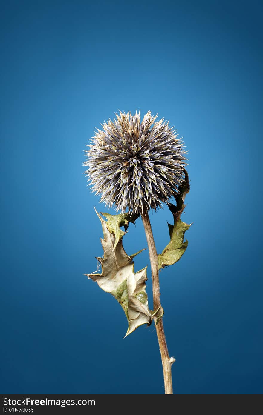 The dry prickle is shot in studio on a  blue background. The dry prickle is shot in studio on a  blue background