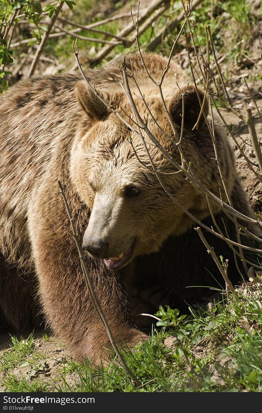 Bear (Ursus Arctos)