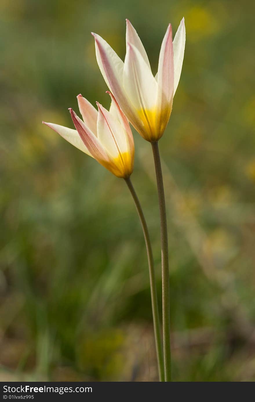 Tender Tulips In A Springtime