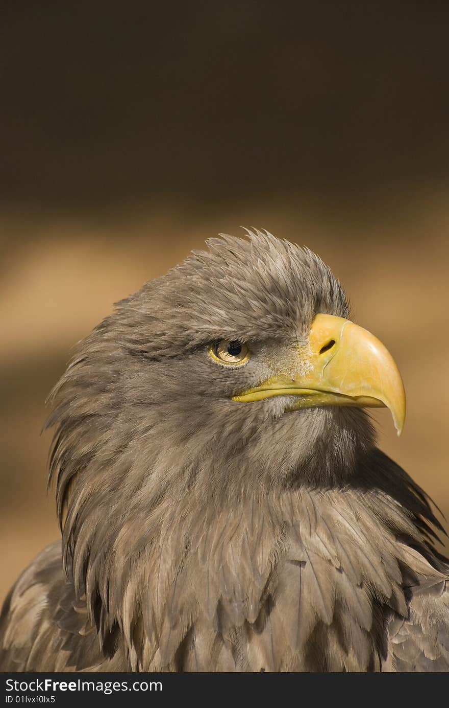 White-tailed Eagle ( Haliaeetus albicilla)