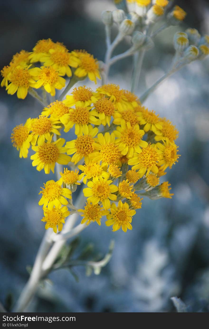 Branch yellow flowers corn-flower