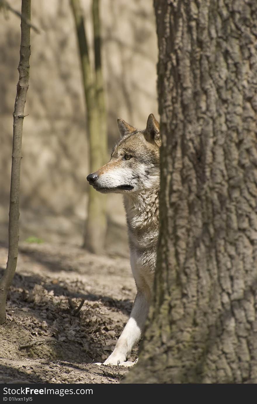 Gray Wolf - Canis lupus