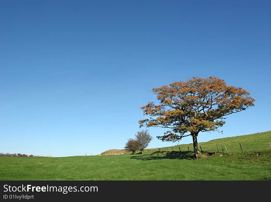 Oak Tree In Autumn