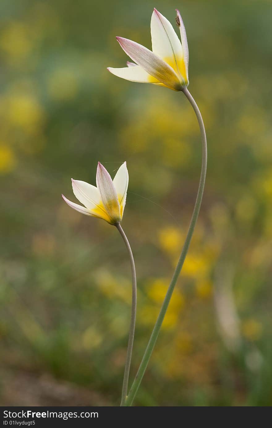 Wild tulips in sunny spring day