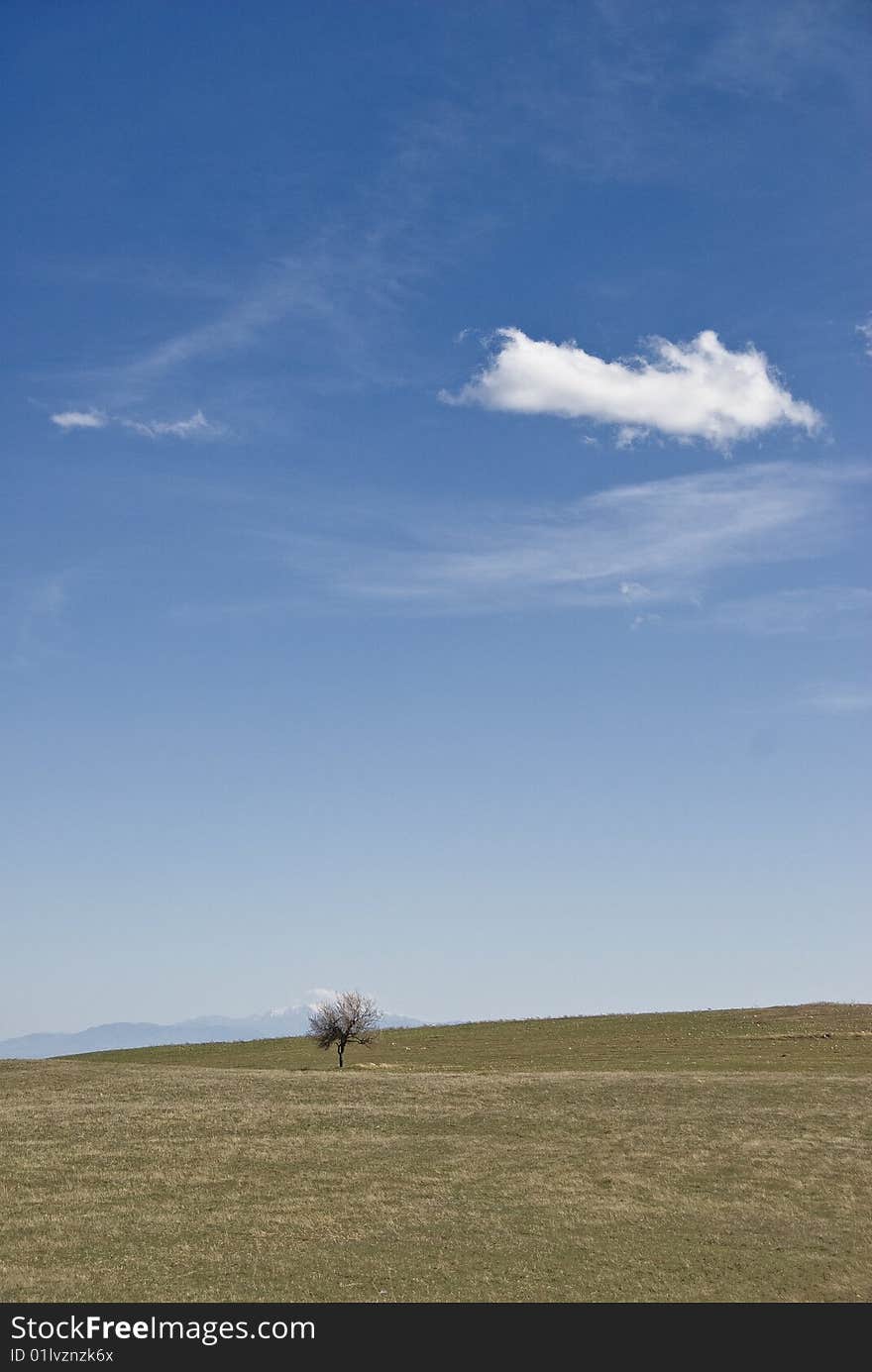 Alone tree under the blue sky.