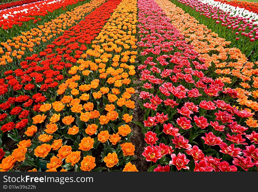 A colorful field of tulips