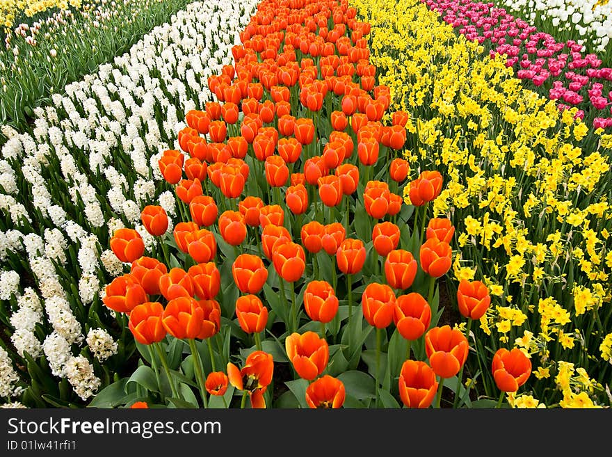 A field of colorful tulips, hyacinths and daffodils. A field of colorful tulips, hyacinths and daffodils