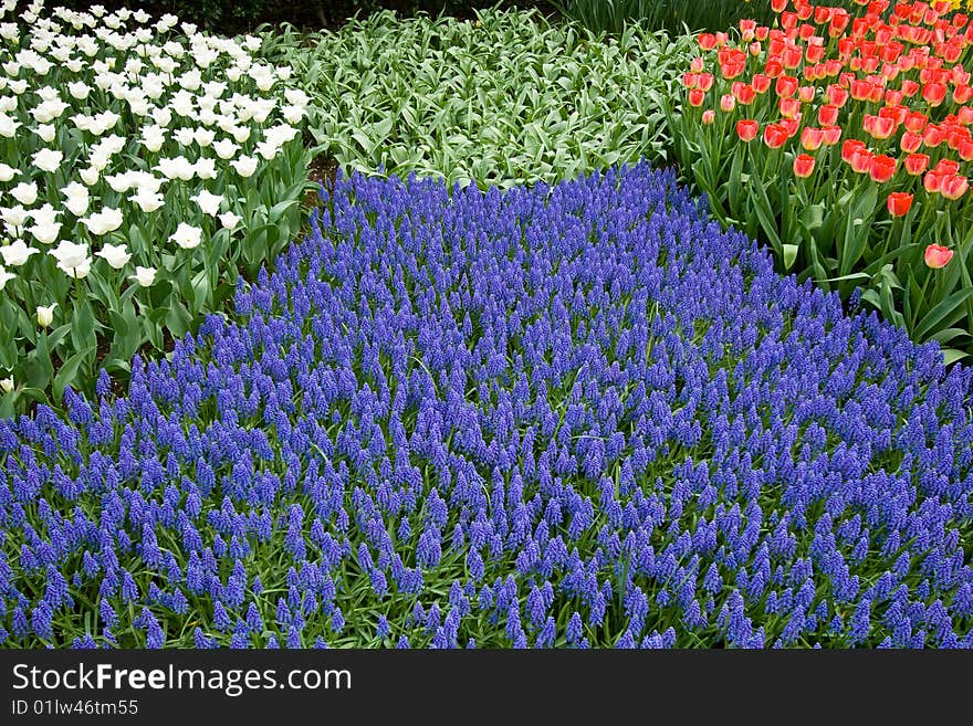 A colorful bed of tulips and daffodils. A colorful bed of tulips and daffodils