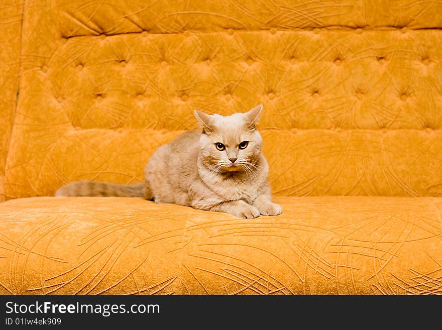 English-haired Cat on the sofa