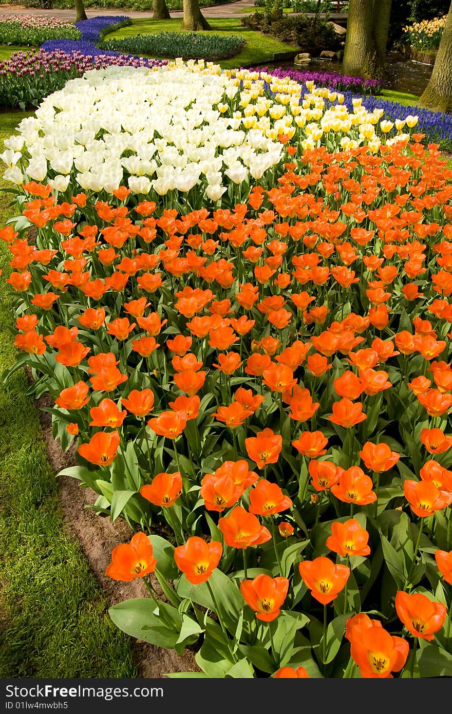 Colorful fields of tulips on a sunny day