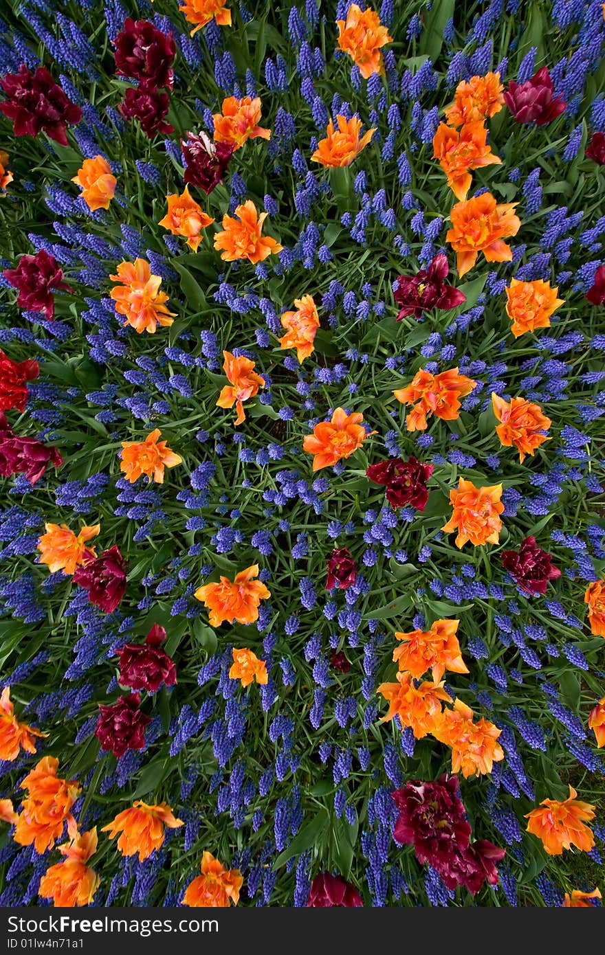 A colorful bed of tulips and hyacinths, seen from the top