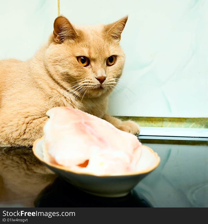 Cat see on Fillet of fish