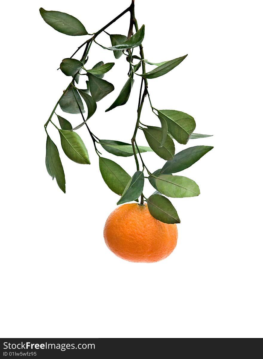 Branch With Tangerine